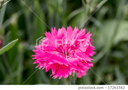 Carnation (Dianeous type) wreath data Carnation (Dianeous type) wreath data 17261562