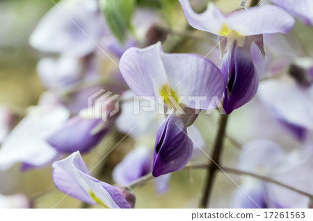 大和·Nodo（Yamahaji·Nofuji）的蝴蝶形花冠 17261563