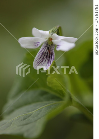 Natural plant Nyosu Mele, aka "Tsubosmira". It is a violet blooming from spring to early summer Natural plant Nyosu Mele, aka "Tsubosmira". It is a violet blooming from spring to early summer 17261761