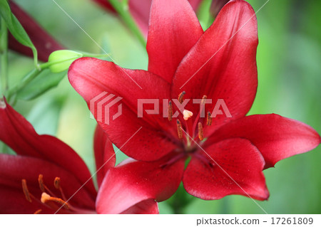 Lily flower Lily flower 17261809