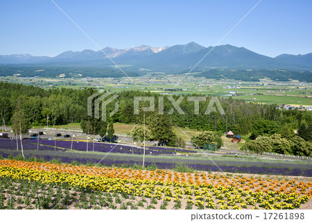  Flower garden 17261898