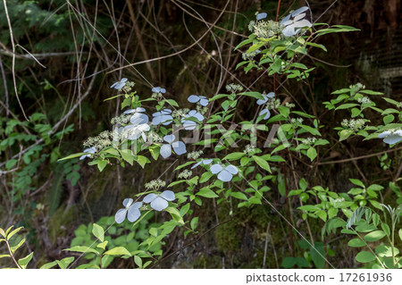 Material of Flower Branch of White Yamabuki (Shiroyama Buchi) Material of Flower Branch of White Yamabuki (Shiroyama Buchi) 17261936