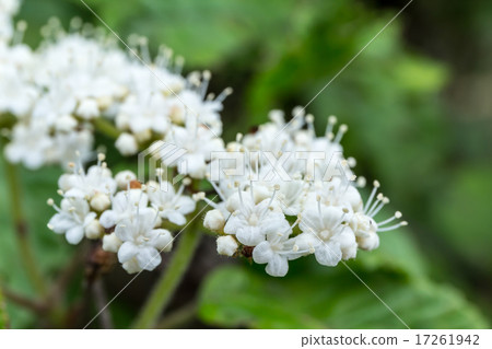 Material of scattering inflorescence of sesame trees (goat) Material of scattering inflorescence of sesame trees (goat) 17261942
