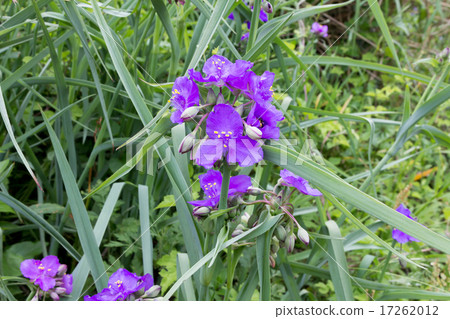 Materials of the stock of Purple-grass and Flower Grain (Murasaki Yukusa / Firefly Gusa) Materials of the stock of Purple-grass and Flower Grain (Murasaki Yukusa / Firefly Gusa) 17262012