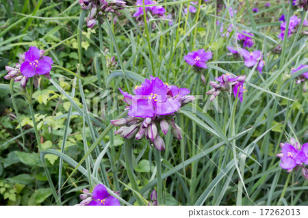 Materials of the stock of Purple-grass and Flower Grain (Murasaki Yukusa / Firefly Gusa) Materials of the stock of Purple-grass and Flower Grain (Murasaki Yukusa / Firefly Gusa) 17262013