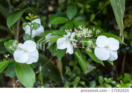 Material of the general bract of White Yamabuki (Shiroyamabuki) 17262020