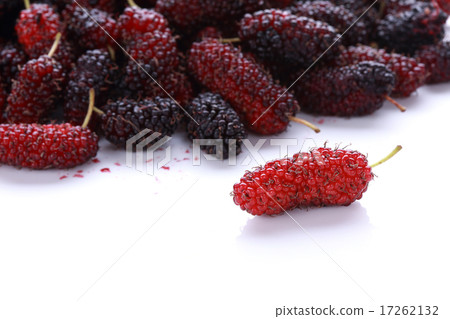 mulberry fruit mulberry fruit 17262132