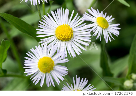 公主婦女(Himejoon)頭花佈置的材料 公主婦女(Himejoon)頭花佈置的材料 17262176