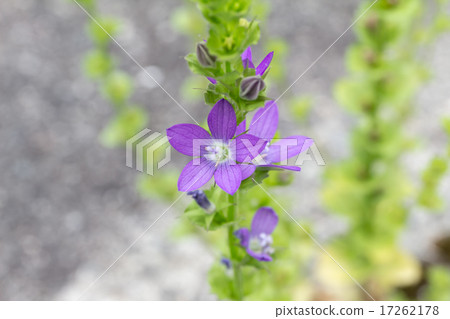 Materials of spikelet inflorescence of bamboo grass · shoulder bellflower (Fenchidae dandantini) 17262178