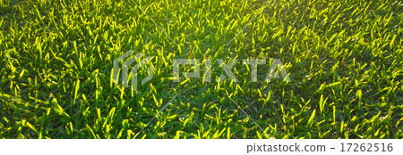 Grass on the setting sun 17262516