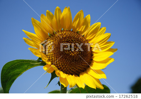 sunflower	 17262518