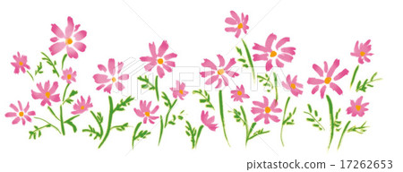 Cosmos field Cosmos field 17262653