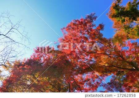 Colorful autumn leaves Colorful autumn leaves 17262858