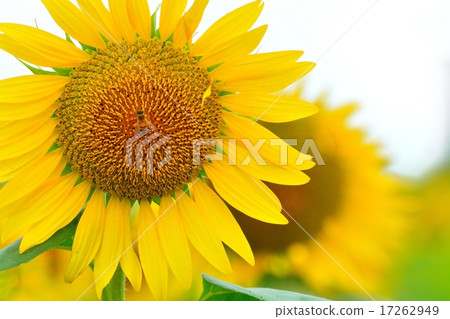 Sunflowers and honeybee Sunflowers and honeybee 17262949