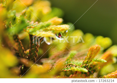 Ibahiba and water drops 17263214