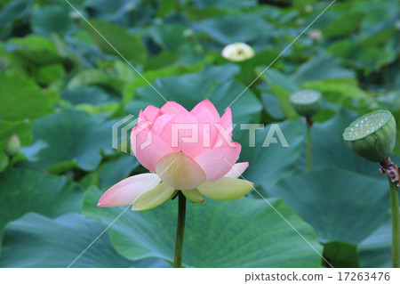 蓮花桃紅色葉子 17263476