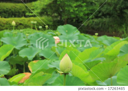 蓮花芽蓮花池 蓮花芽蓮花池 17263485