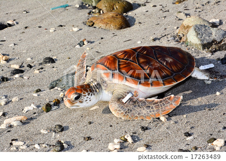 海龜 海龜 17263489