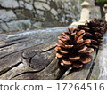 Pinecone 17264516