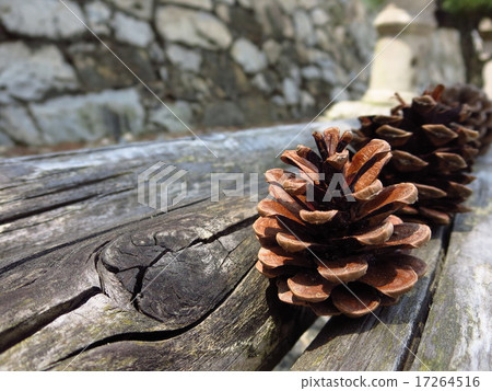 Pinecone 17264516
