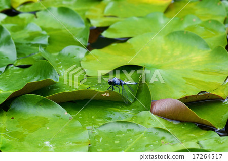 Piotope creatures Piotope creatures 17264517