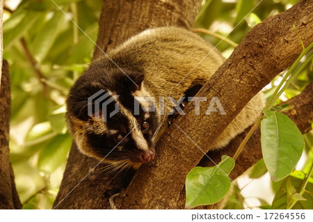 Hakubicin Hakubicin 17264556