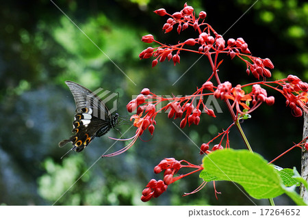 Swallowtail butterfly and flower Swallowtail butterfly and flower 17264652