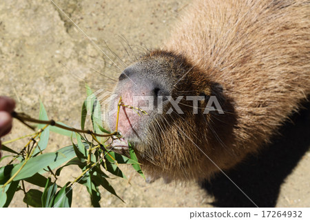 bio park, capybara, guinea pig 17264932