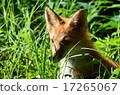Bush's fox 17265067