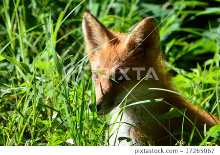 Bush's fox 17265067