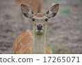 Deer, Looking at the camera 17265071