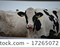 Cow  17265072