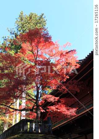 日光的秋天 17265116