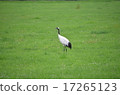 Prairie crane 17265123
