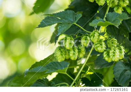 Ripe hop in a hop garden (Humulus lupulus)   17265161