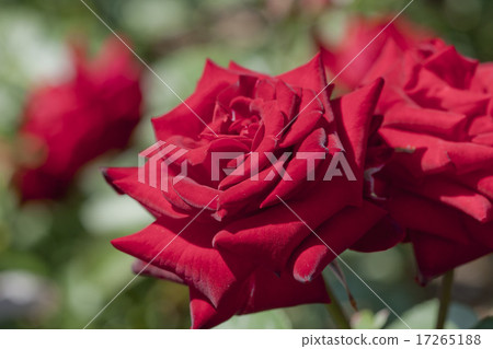 紅玫瑰 17265188