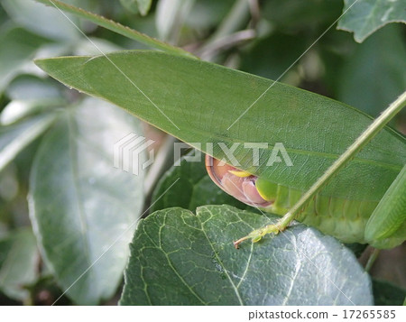Kudamimonoki (abdomen) Kudamimonoki (abdomen) 17265585