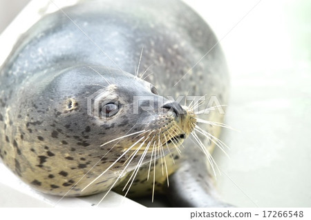 seal  17266548