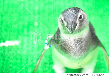 Baby Penguin 17266549