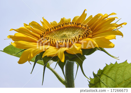 Sun Flower Sun Flower 17266673