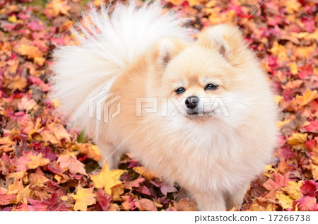 It's autumn♪ 17266738