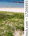 Hamahirugao (landscape) 17266893