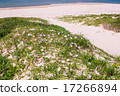 Hamahirugao (landscape) 17266894