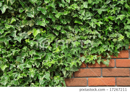 Ivy that covers bricks 17267211