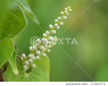 土豆的一朵花 土豆的一朵花 17267271