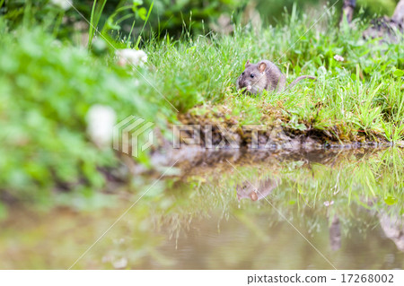 Wild rat Wild rat 17268002