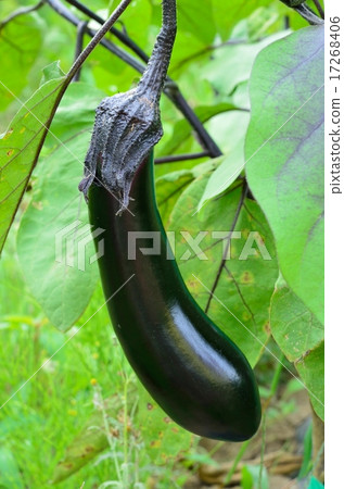 Chairperson 17268406