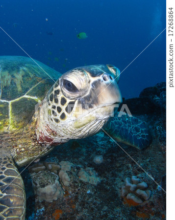 一隻烏龜 17268864