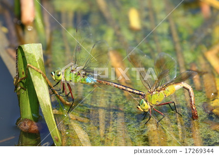 產卵中♪ 17269344