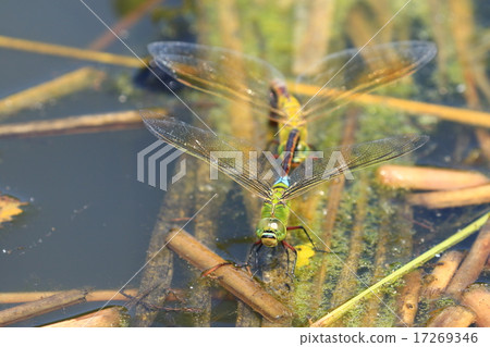 Ginyama ___ ___ 0 Ginyama ___ ___ 0 17269346